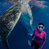 Whaleshark Tour 2D1N Whaleshark Tour 2D1N