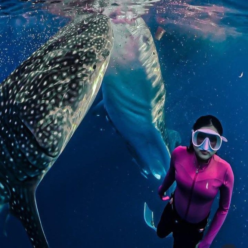 Whaleshark Tour 2D1N Whaleshark Tour 2D1N