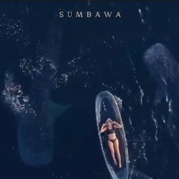 Whaleshark Tour 2D1N