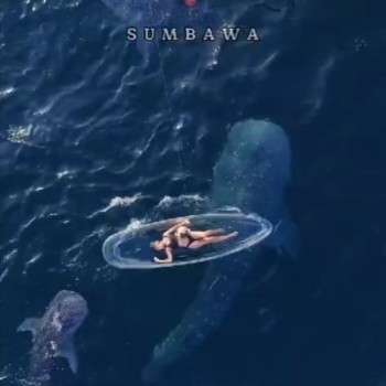 Whaleshark Tour 2D1N