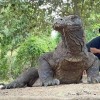 Open Trip Komodo 4D3N from Lombok Open Trip Komodo 4D3N from Lombok