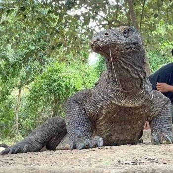 Open Trip Komodo 4D3N from Lombok