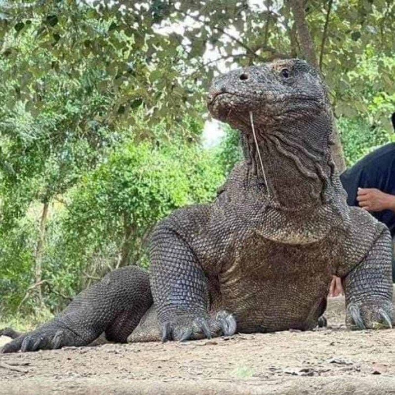 Open Trip Komodo 4D3N from Lombok Open Trip Komodo 4D3N from Lombok