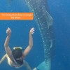 Open Trip Komodo 4D3N from Lombok Open Trip Komodo 4D3N from Lombok