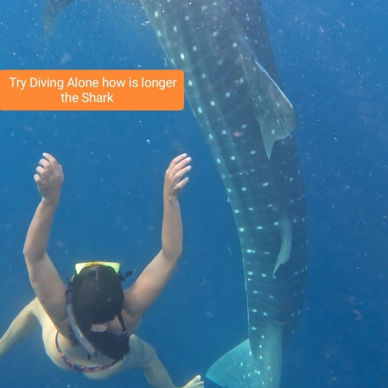 Open Trip Komodo 4D3N from Lombok Open Trip Komodo 4D3N from Lombok