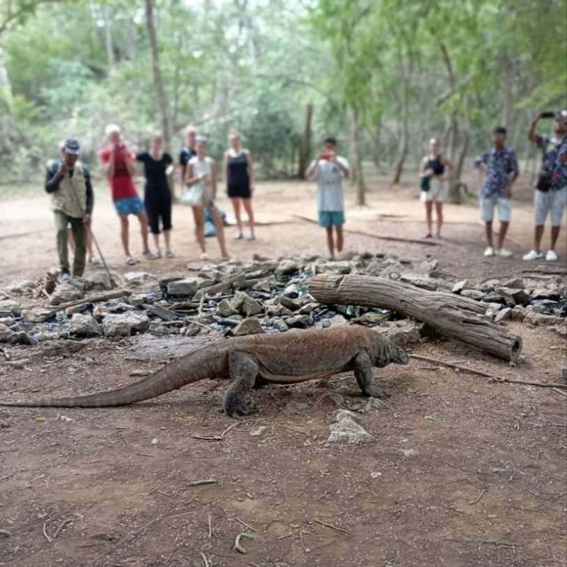 Open Trip Komodo 4D3N from Lombok Open Trip Komodo 4D3N from Lombok