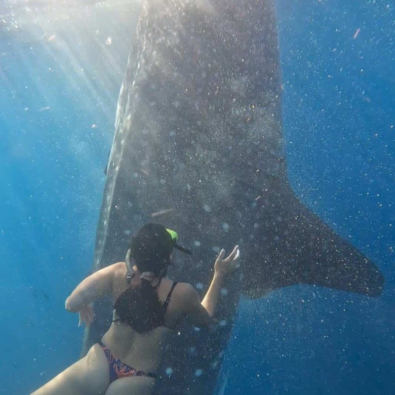 Open Trip Komodo 4D3N from Lombok Open Trip Komodo 4D3N from Lombok