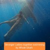 Open Trip Komodo 4D3N from Lombok Open Trip Komodo 4D3N from Lombok
