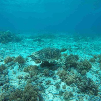  Gili Trawangan Snorkling 